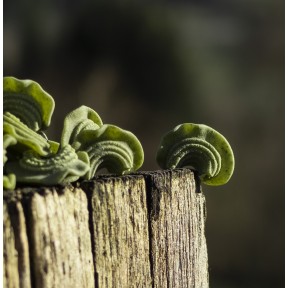 Crêtes de coq à l'ail des ours - Pâtes sèches