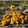 Pâtes au curcuma, trottole
