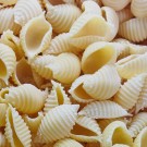 Conchiglie rigate nature - Pâtes fraîches