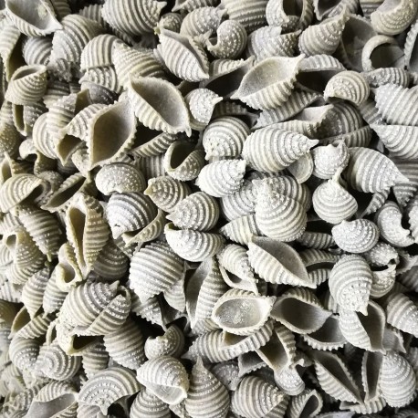 Conchiglie rigate à la livèche - Pâtes sèches BIO