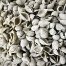 Conchiglie rigate à la livèche - Pâtes sèches BIO