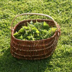 Panier d'orties après la cueilette