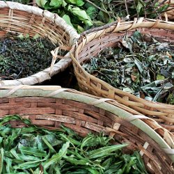 Plantes aromatiques du massif vosgien issues de l'Agriculture Biologique